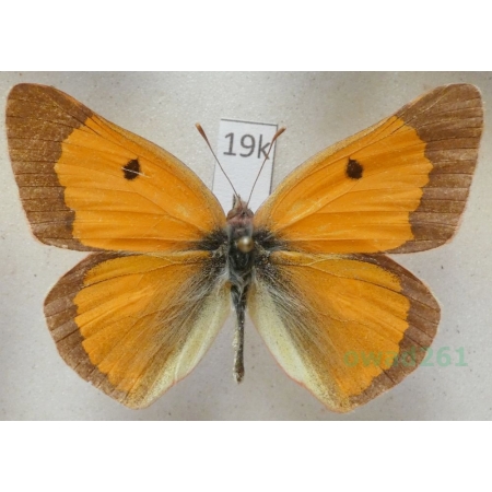 Colias viluiensis Menetries, 1859 male China19k